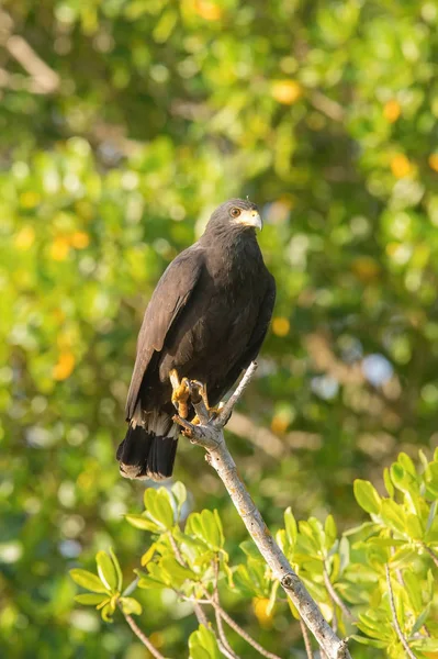 这只鸟栖息在特立尼达和托巴格优美的野生动物自然环境中的树枝上 — 图库照片