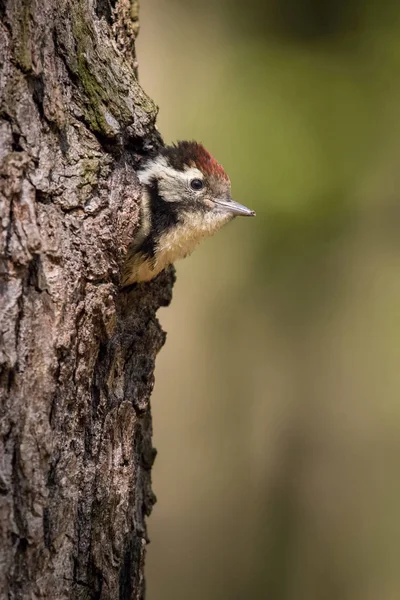 Dendrocopos Medius Pic Tacheté Jeune Oiseau Est Assis Dans Cavité — Photo