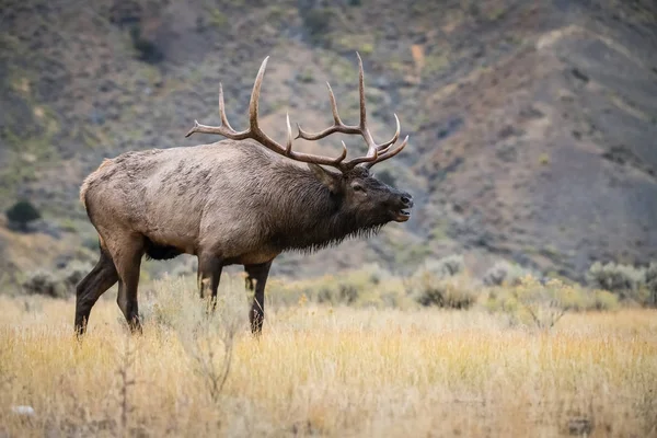 Cervus Canadensis Elk Wapiti Está Pie Hierba Ambiente Típico Otoño —  Fotos de Stock