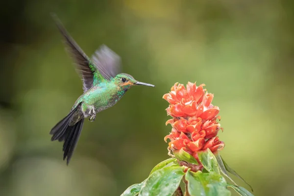Heliodoxa Jacula Genial Coroana Verde Pasărea Hummingbird Plutește Bea Nectarul — Fotografie, imagine de stoc
