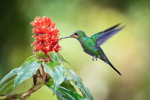 Heliodoxa Jacula Grøn Kronet Strålende Den Hummingbird Svæver Drikker Nektar - Stock-foto