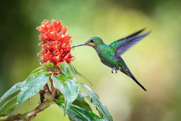 Heliodoxa jacula, Green-crowned brilliant The Hummingbird is hovering and drinking the nectar from the beautiful flower in the rain forest. Nice colorful background