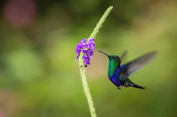 Woodnymph Verde Coroado Thalurania Fannyi Hummingbird Está Pairando Bebendo Néctar — Fotografia de Stock