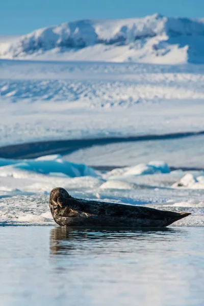 Hamnsäl Sälsäl Phoca Vitulina Ligger Isflaken Vid Sjön Jokulsarlon Island — Stockfoto