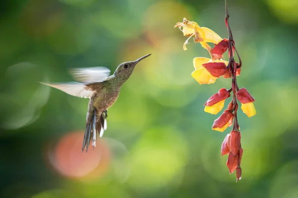 Heliodoxa Jacula Green Crowned Brilliant Hummingbird Hovering Drinking Nectar Beautiful — Stock Photo, Image