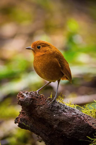 Grallaria Rufulla Rufous Antpitta Pájaro Está Parado Suelo Agradable Entorno — Foto de Stock