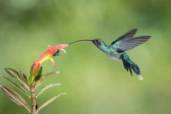 Phaethornis Guy Green Hermit Hummingbird Hovering Drinking Nectar Beautiful Flower — Stock Photo, Image