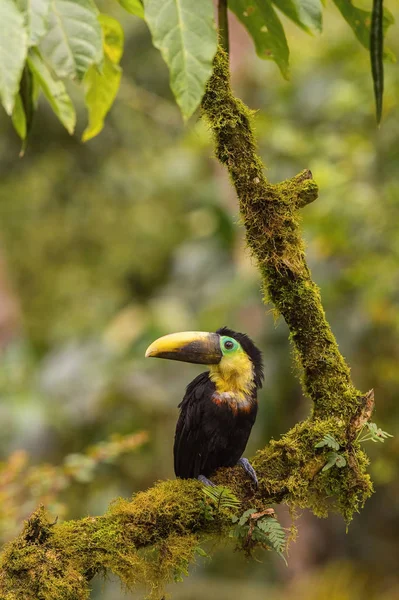 Ramphastos Brevis Vagy Choco Toucan Madár Ágon Szép Természeti Környezetben — Stock Fotó