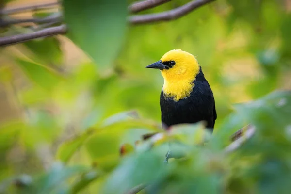 Chrysomus icterocephalus icterocephalus icterocephalus, sarı kapüşonlu karatavuk. Kuş, Trinidad ve Tobag 'in doğal ortamının güzel bir dalında tünemiştir.