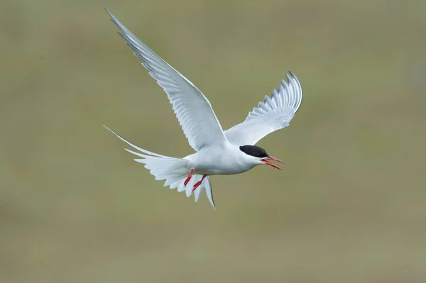 Αρκτική Tern Sterna Paradisaea Πετάει Και Ψάχνει Για Τους Νεοσσούς — Φωτογραφία Αρχείου