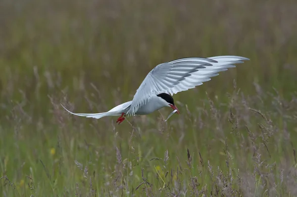 Die Arktische Seeschwalbe Sterna Paradisaea Fliegt Und Sucht Ihre Küken — Stockfoto