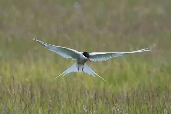 Die Arktische Seeschwalbe Sterna Paradisaea Fliegt Und Sucht Ihre Küken — Stockfoto