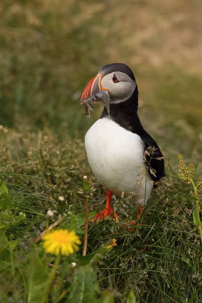 Atlantens Lunnefågel Fratercula Arctica Sitter Gräset Mycket Klus Till Dess — Stockfoto