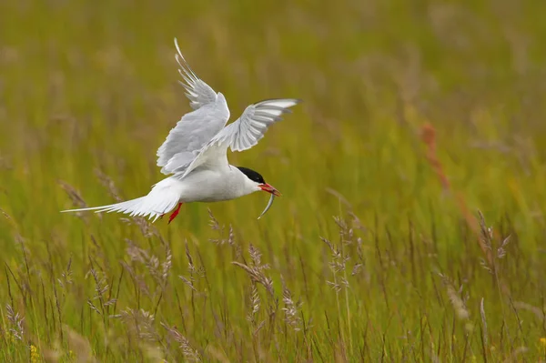 Arctic Tern Sterna Paradisaea Está Volando Buscando Sus Polluelos Para — Foto de Stock