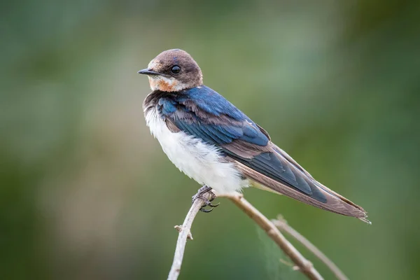 Barn Swallow Hirundo Rustica Perched Branch Nice Natural Environment Wildlife — Stock Photo, Image