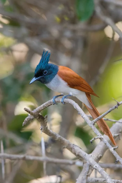 Indian Paradise Flycatcher Terpsiphone Paradisi Gelegen Tak Mooie Natuurlijke Omgeving — Stockfoto