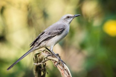 Mimus gilvus, Tropikal alaycı kuş Trinidad ve Tobag 'in doğal ortamında, dalın üzerine tünemiştir.