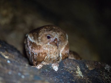Sıradışı kuşlar, Oilbird Steatornis caripensis, tipik doğal ortamında, karanlık mağarada, kayaların üzerinde yuva yapar.. 