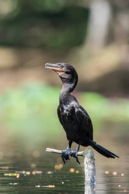 Phalacrocorax brasilianus, Neotropik karabatak. Kuş, Trinidad ve Tobag 'in güzel doğal ortamında dalın üzerine tünemiştir.