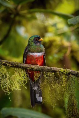 Trogon kişiliği ya da maskeli trogon, Ekvador 'un güzel doğal ortamının dalına tünemiştir.