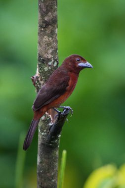 Ramphocelus karbonhidrat, gümüş gagalı tanger. Kuş, Trinidad ve Tobag 'in güzel doğal ortamında dalın üzerine tünemiştir.