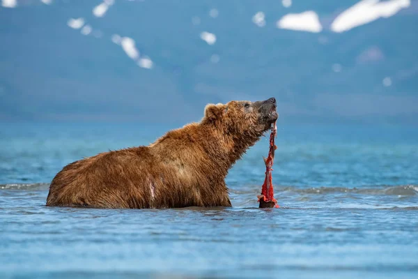 Kamchatka Brown Bear Ursus Arctos Beringianus Catches Salmons Kuril Lake — Stock Photo, Image