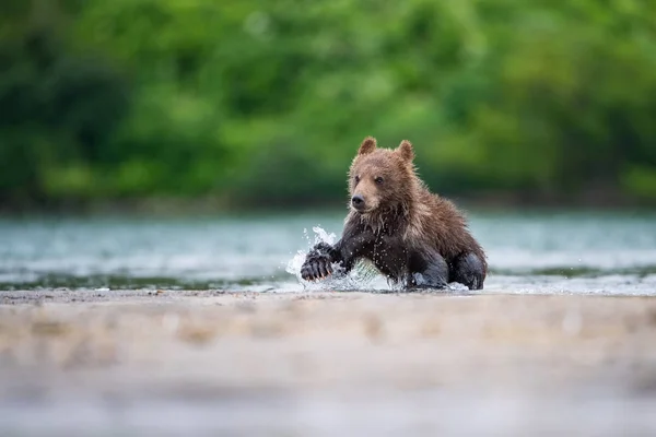 Młody Kamczatka Niedźwiedź Brunatny Ursus Arctos Beringianus Łapie Łososie Nad — Zdjęcie stockowe