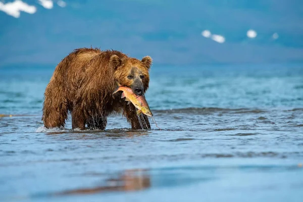 Ours Brun Kamchatka Ursus Arctos Beringianus Capture Des Saumons Lac — Photo
