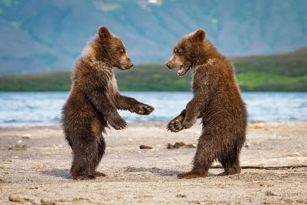 若いカムチャツカの熊 Ursus Arctos Beringianusは カムチャツカのクリル湖でサーモンを捕獲し 水で走り 行動写真 — ストック写真