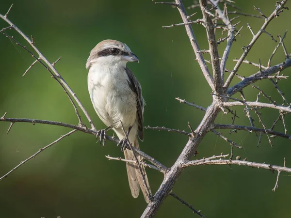 Brown Shrike Lanius Cristatus Empoleirado Ramo Agradável Ambiente Natural Vida — Fotografia de Stock