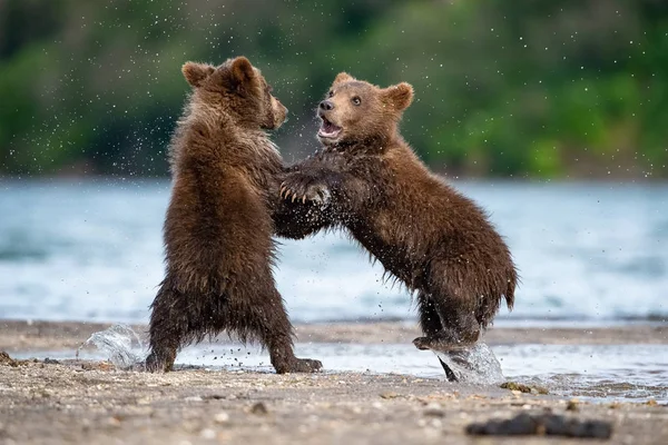 若いカムチャツカの熊 Ursus Arctos Beringianusは カムチャツカのクリル湖でサーモンを捕獲し 水で走り 行動写真 — ストック写真