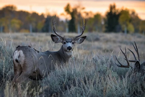 Cervo Mulo Odocoileus Hemionus Piedi Erba Secca Tipico Ambiente Autunnale — Foto Stock