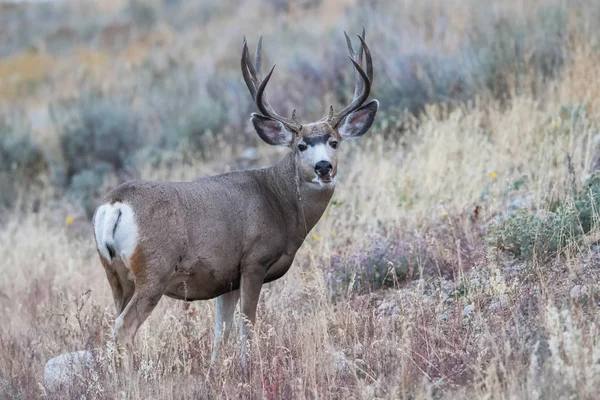 Mule Ελάφι Odocoileus Hemionus Στέκεται Ξηρό Γρασίδι Τυπικό Φθινοπωρινό Περιβάλλον — Φωτογραφία Αρχείου