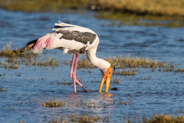 The Painted Stork or Mycteria leucocephala is walking in the water and trying to catch something to eat in nice natural environment of wildlife in Sri Lanka or Ceylon