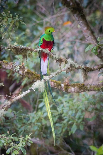 Pharomachrus Mocinno Prachtvoller Quetzal Der Vogel Thront Auf Dem Zweig — Stockfoto