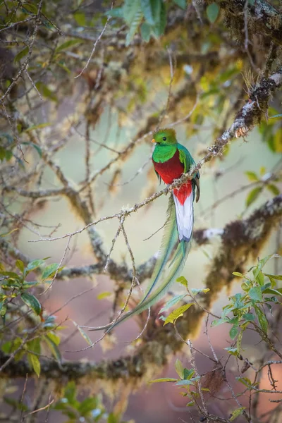 Pharomachrus Mochinno Replendent Quetzal鳥はコスタリカの素晴らしい野生動物の自然環境の中で枝に抱かれています — ストック写真