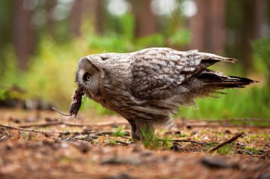 Strix nebulosa, Great grey owl The bird is eating the mouse in nice natural environment of Finland. Wildlife scene from Europe