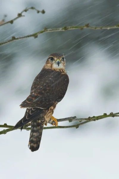 Falco Columbarius Merlin Bird Perched Branch Nice Wildlife Natural Environment — 스톡 사진