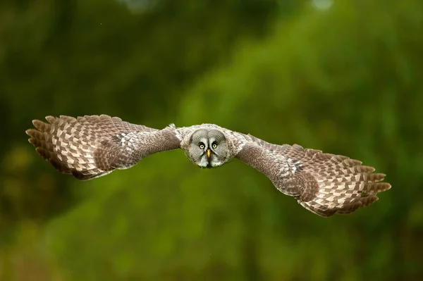 Strix Nebulosa Great Grey Owl Bird Flying Nice Natural Environment — Stockfoto