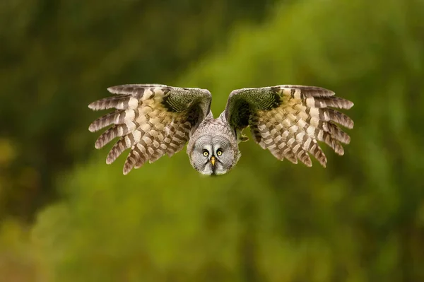 Strix Nebulosa Velká Šedá Sova Pták Létá Pěkném Přírodním Prostředí — Stock fotografie