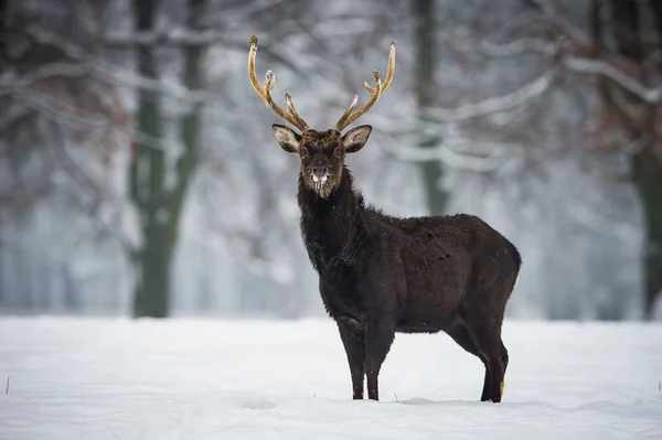 Cervus Nippon Sika Deer Snow Typical Winter Environment Majestic Animal — Stok fotoğraf