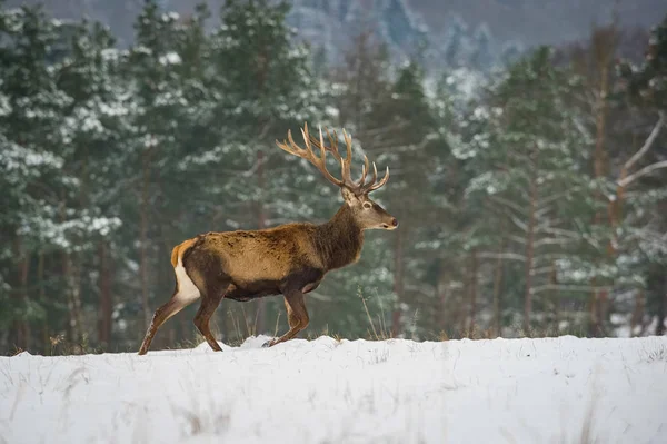 Red Deer Cervus Elaphus Running Snow Typical Winter Environment Majestic — Stock Photo, Image