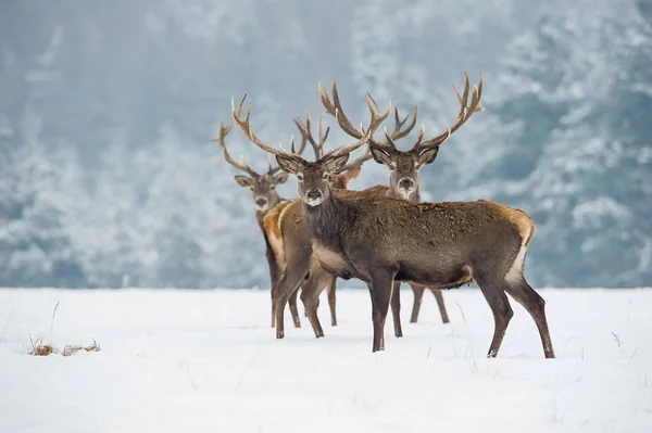 The Red Deer, Cervus elaphus running in the snow, in typical winter environment, majestic animal proudly wearing his antlers, sparkle in the eye, the herd of Red Deers in the snowy forest