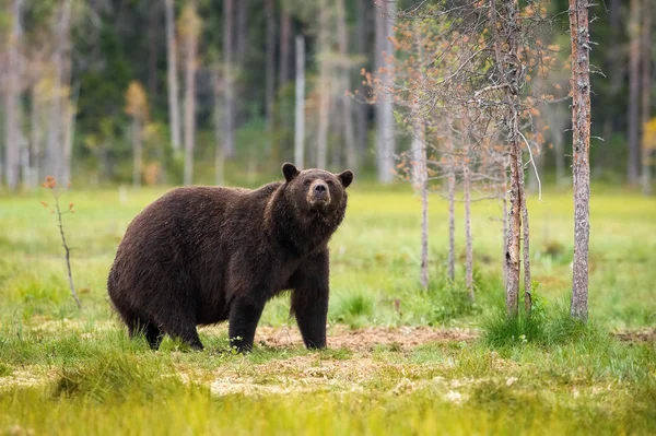 Oso Broown Ursus Arctos Está Buscando Qué Hacer Oso Marrón —  Fotos de Stock