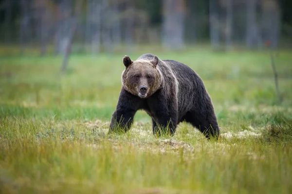Broown Bear Ursus Arctos Looking What Brown Bear Standing Grass — Stock Photo, Image