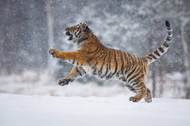 Sibirya kaplanı, Panthera tigris tigris kar karlı ağaçları ile arka planda çalışıyor 