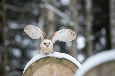 The Western Barn Owl or Tyto alba is flying in the snowy environment of the Jewish cemetery clipart