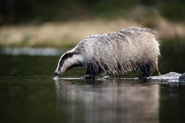 European badger, Meles meles is standing in the shoreline of a pond in the golden light of sunset. The badger is mirroring in the golden surface of the pond. 
