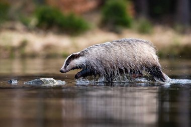 European badger, Meles meles is standing in the shoreline of a pond in the golden light of sunset. The badger is mirroring in the golden surface of the pond. 