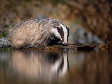 European badger, Meles meles is standing in the shoreline of a pond in the golden light of sunset. The badger is mirroring in the golden surface of the pond. 